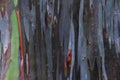 Natural Abstract Wallpaper Made from Rainbow Eucalyptus Bark Royalty Free Stock Photo