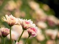 Close-Up View of Colorful Chrysanthemum Flowers in Farm Garden