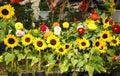 Close up view of colorful flowers in a garden Royalty Free Stock Photo