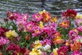 Close up view of colorful Giant Tecolote ranunculus flowers by the lake