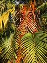 Close-up view of colorful palm leaf foliage with tree trunk. Amazing green plants. Nature background Royalty Free Stock Photo