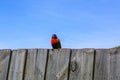 Colorful parakeet bird and blue sky