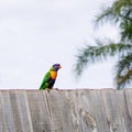 Colorful parakeet bird and pale bright sky