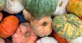 Close up view of colorful pumpkins harvest up for sale Royalty Free Stock Photo