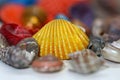 Close up view of colorful sea shells with big yellow shell in the middle Royalty Free Stock Photo