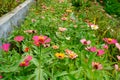 a close-up view of a colorful sunflower garden. Royalty Free Stock Photo