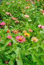 a close-up view of a colorful sunflower garden. Royalty Free Stock Photo