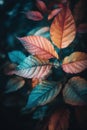 Close-up view of colorful tree leaves in autumn. Dark background.