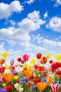 close-up view of colorful tulips in a field, bathed in the warm sunlight of a beautiful spring day. Royalty Free Stock Photo
