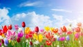 close-up view of colorful tulips in a field, bathed in the warm sunlight of a beautiful spring day. Royalty Free Stock Photo