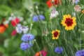 Close up view of colorful wildflowers in the farm Royalty Free Stock Photo