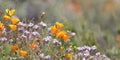 Close up view of colorful wildflowers , Golden poppies at Diamond valley lake, California