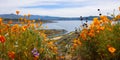 Close up view of colorful wildflowers , Golden poppies at Diamond valley lake, California