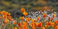 Close up view of colorful wildflowers , Golden poppies at Diamond valley lake, California