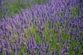 Close up view of colourful purple lavender flowers