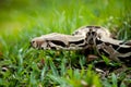 Columbia boa constrictor. Royalty Free Stock Photo