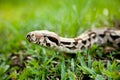 Columbia boa constrictor. Royalty Free Stock Photo