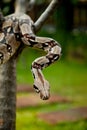 Columbia boa constrictor. Royalty Free Stock Photo