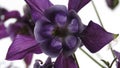 Close up View of Columbine - Aquilegia vulgaris.