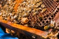 Close up view of the comb with young bee queen. Close up showing