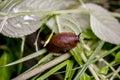 Spanish slugs invasion in garden Royalty Free Stock Photo