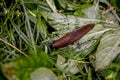 Spanish slugs invasion in garden Royalty Free Stock Photo