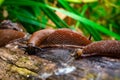 Close up view of common brown Spanish slug on wooden log outside. Big slimy brown snail slugs crawling in the garden Royalty Free Stock Photo