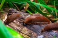 Close up view of common brown Spanish slug on wooden log outside. Big slimy brown snail slugs crawling in the garden Royalty Free Stock Photo