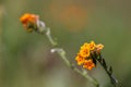 Close up view of Common fiddleneck flowers native of California Royalty Free Stock Photo