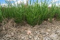 Close up view of common glasswort growth with skies on bg