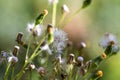 Close-up view of common groundsel plants growing in the meadow Royalty Free Stock Photo
