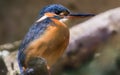 Close-up view of an Common kingfisher Royalty Free Stock Photo