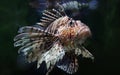 Close-up view of a common lionfish Royalty Free Stock Photo