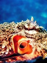 Close-up View of a Common Octopus (Octopus vulgaris Royalty Free Stock Photo