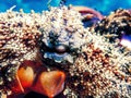 Close-up View of a Common Octopus (Octopus vulgaris Royalty Free Stock Photo