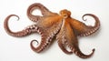 Close-up view of a Common Octopus (Octopus vulgaris), isolated on white background. generative ai Royalty Free Stock Photo