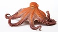 Close-up view of a Common Octopus (Octopus vulgaris), isolated on white background. generative ai Royalty Free Stock Photo