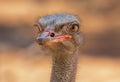 Close-up view of a Common ostrich Royalty Free Stock Photo