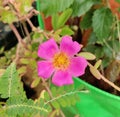 Close-up view of a common purslane flower with pink petals