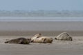 Close up view of common seals on the sand bank of Galgerev on Fano Island in western Denmark