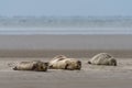 Close up view of common seals on the sand bank of Galgerev on Fano Island in western Denmark