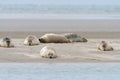 Close up view of common seals on the sand bank of Galgerev on Fano Island in western Denmark