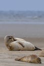 Close up view of common seals on the sand bank of Galgerev on Fano Island in western Denmark Royalty Free Stock Photo