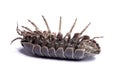 Woodlice bug Royalty Free Stock Photo