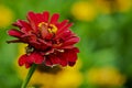 Close up view of common zinnia flower