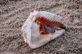 Close up view of conch shell . Beautiful nature backgrounds