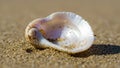 A close up view of a conch shell partially embedded in golden sand Royalty Free Stock Photo