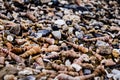 Close up view of cone shells for background