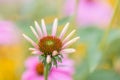 Close-up view at a coneflower (echinacea) with slim pink petals Royalty Free Stock Photo