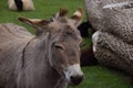 Close-up view of a content Cotentin donkey standing peacefully in a grassy meadow